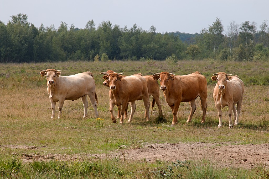 nationaal park de groote peel grote natuurgebied natuur hdr brabant limburg staatsbosbeheer turf veen heide hei bos bossen